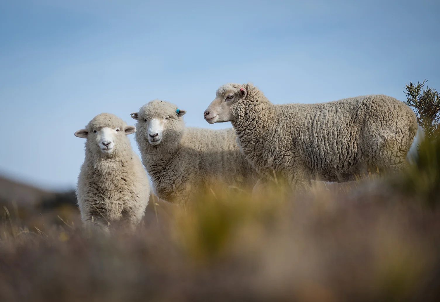 Sheep in a field