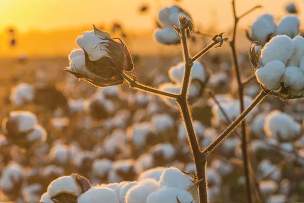 Organic Cotton