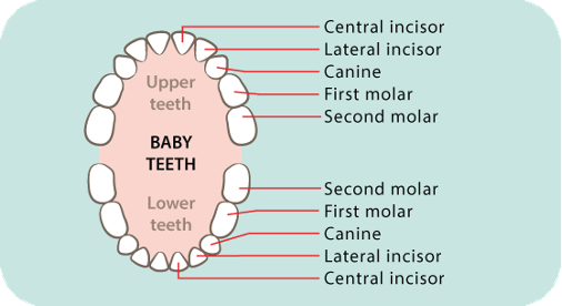 Baby Teeth Chart